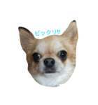 chiwawa noa（個別スタンプ：15）