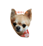 chiwawa noa（個別スタンプ：16）