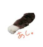 猫の気持ち。（個別スタンプ：1）
