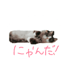 猫の気持ち。（個別スタンプ：3）