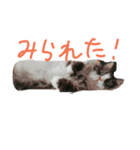 猫の気持ち。（個別スタンプ：5）