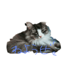 猫の気持ち。（個別スタンプ：7）