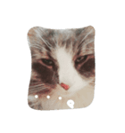 猫の気持ち。（個別スタンプ：8）