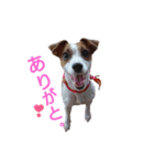 マイ ジャックラッセルテリア 24h（個別スタンプ：1）
