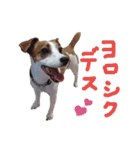 マイ ジャックラッセルテリア 24h（個別スタンプ：4）