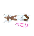 マイ ジャックラッセルテリア 24h（個別スタンプ：5）