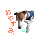 マイ ジャックラッセルテリア 24h（個別スタンプ：10）