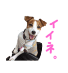 マイ ジャックラッセルテリア 24h（個別スタンプ：14）