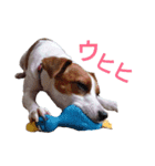 マイ ジャックラッセルテリア 24h（個別スタンプ：16）