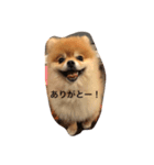 ポメラニアン桃子（個別スタンプ：1）