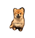 ポメラニアン桃子（個別スタンプ：4）
