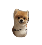 ポメラニアン桃子（個別スタンプ：5）