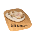 ポメラニアン桃子（個別スタンプ：6）