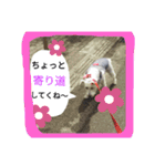 白い犬のスタンプ（個別スタンプ：1）