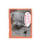 白い犬のスタンプ（個別スタンプ：2）
