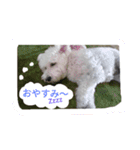 白い犬のスタンプ（個別スタンプ：4）