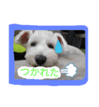 白い犬のスタンプ（個別スタンプ：5）