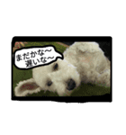 白い犬のスタンプ（個別スタンプ：7）