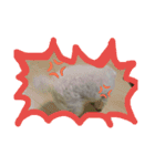 白い犬のスタンプ（個別スタンプ：8）