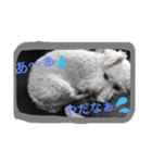 白い犬のスタンプ（個別スタンプ：9）