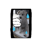 白い犬のスタンプ（個別スタンプ：10）