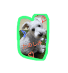白い犬のスタンプ（個別スタンプ：11）