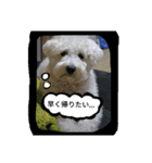 白い犬のスタンプ（個別スタンプ：12）
