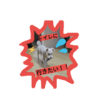 白い犬のスタンプ（個別スタンプ：13）
