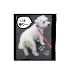 白い犬のスタンプ（個別スタンプ：14）
