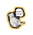 白い犬のスタンプ（個別スタンプ：15）