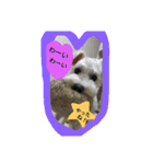 白い犬のスタンプ（個別スタンプ：16）