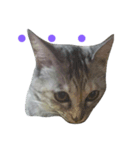 おてんば猫＊りん（個別スタンプ：1）