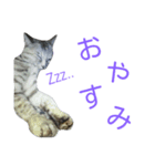 おてんば猫＊りん（個別スタンプ：2）