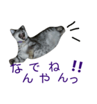 おてんば猫＊りん（個別スタンプ：3）