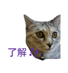 おてんば猫＊りん（個別スタンプ：5）