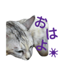 おてんば猫＊りん（個別スタンプ：7）