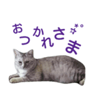おてんば猫＊りん（個別スタンプ：8）