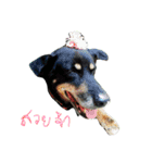 CatDogEw（個別スタンプ：1）