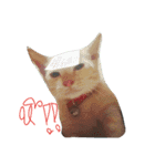 CatDogEw（個別スタンプ：4）