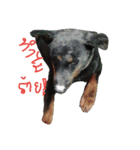 CatDogEw（個別スタンプ：7）