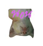 CatDogEw（個別スタンプ：10）