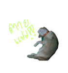 CatDogEw（個別スタンプ：12）