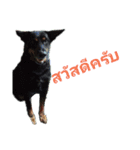 CatDogEw（個別スタンプ：16）