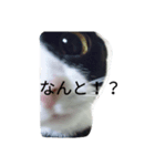 ねこねこざんまい（個別スタンプ：1）