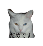ねこねこざんまい（個別スタンプ：2）