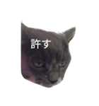 ねこねこざんまい（個別スタンプ：4）