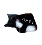 ねこねこざんまい（個別スタンプ：5）