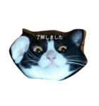 ねこねこざんまい（個別スタンプ：6）