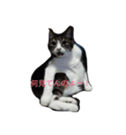 ねこねこざんまい（個別スタンプ：7）