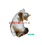 ねこ 仲良し（個別スタンプ：1）